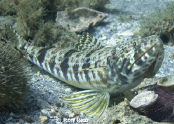 Big Fat Lizardfish

BHB Sunday. by Ron Rico 